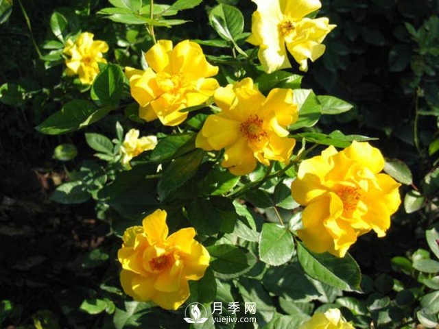 月季水插繁殖的方法，掌握這種方法還是需要學(xué)習的(圖1)