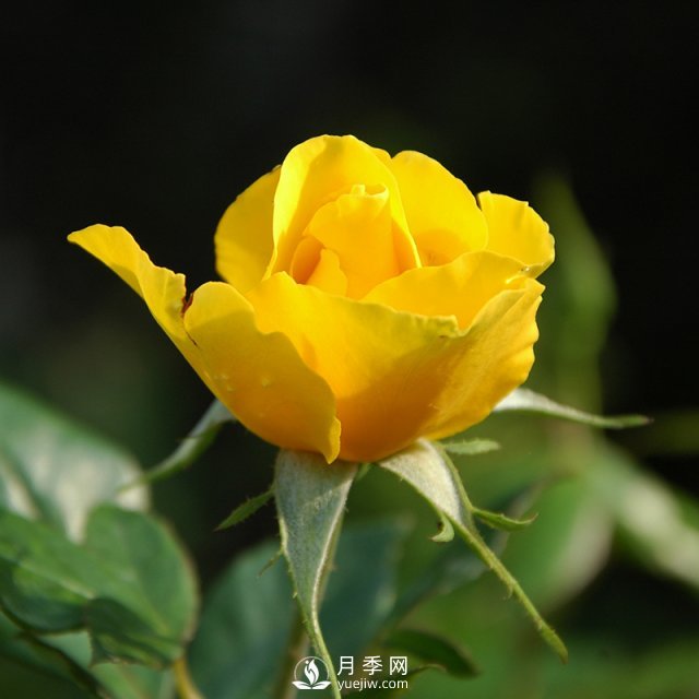 月季的育種演化是怎樣的？石橋月季告訴你(圖1)