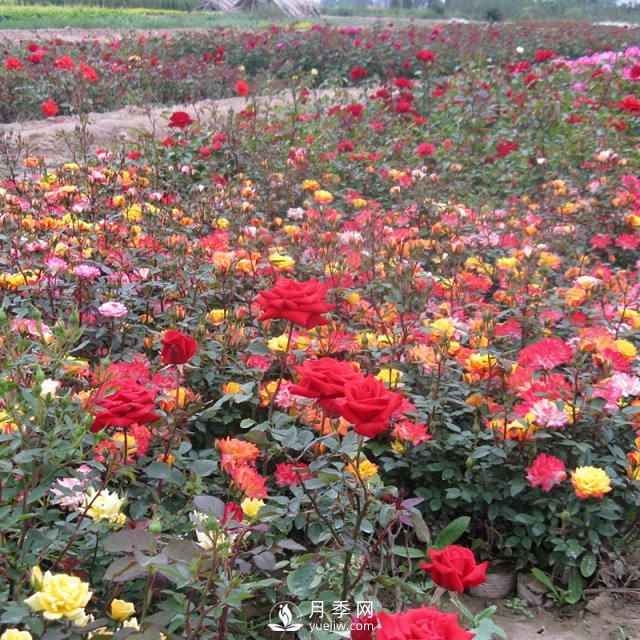 怎樣養好月季花？石橋月季告訴你(圖1)
