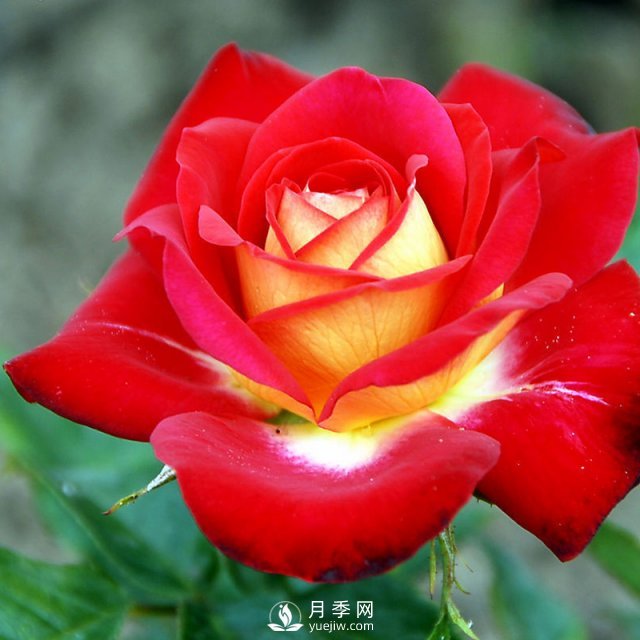 月季花與家居怎么搭配好？南陽(yáng)月季告訴你(圖1)