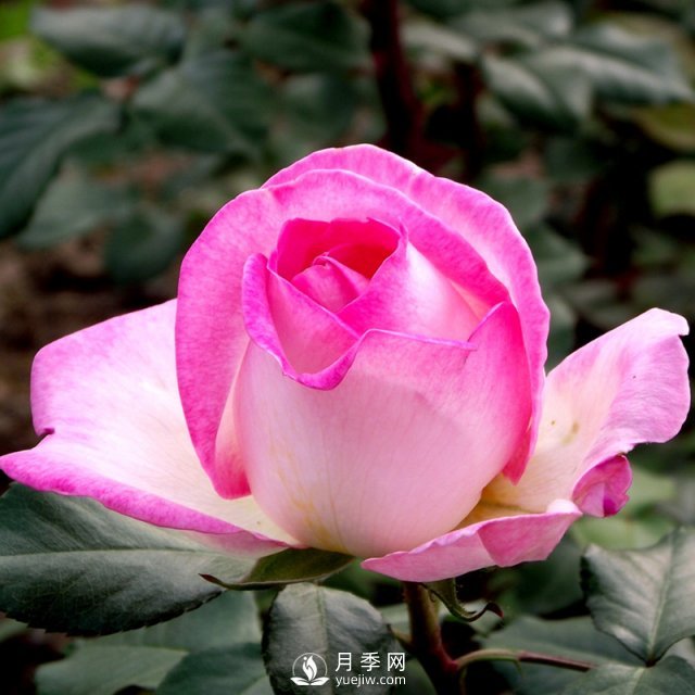 種植爬藤月季的注意事項有哪些？南陽(yáng)藤本月季基地告訴你(圖1)