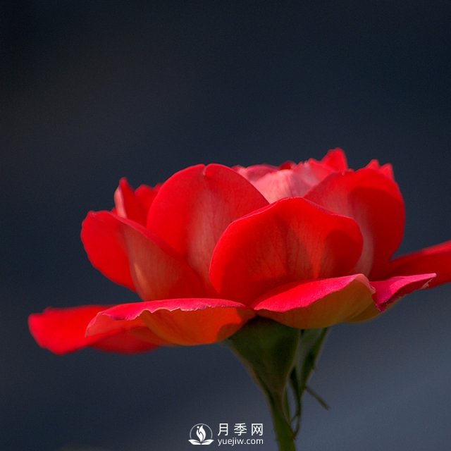 室內種植月季，葉子黃化了是什么原因？(圖1)