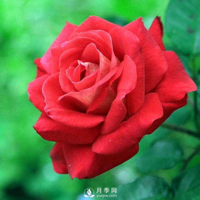月季日光溫室栽培技術(shù)的適栽品種有哪些？樹(shù)狀月季批發(fā)商告訴你(圖1)