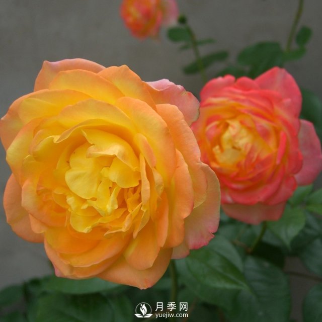 如何種植月季黃金盛典？(圖1)