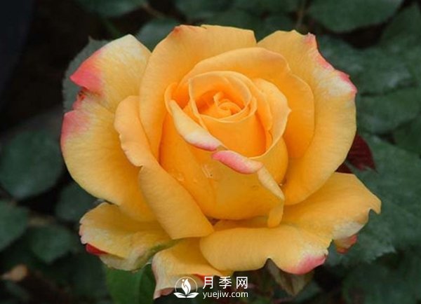 月季的防腐保鮮是怎樣去做的？(圖1)