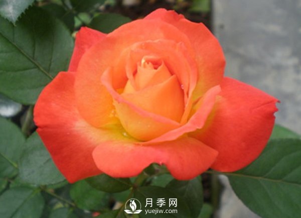 月季上肥技能(圖1)
