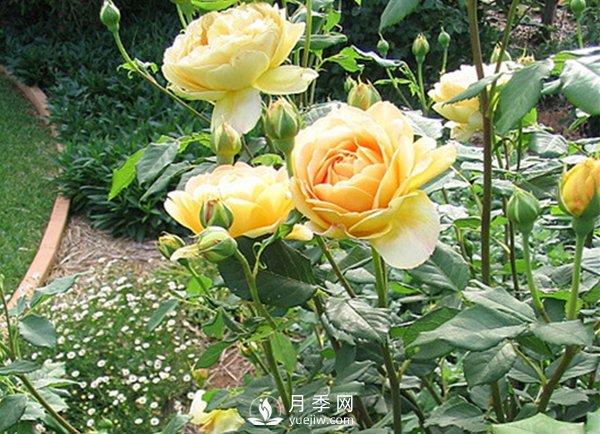 冬季來(lái)臨應該如何讓養植盆栽月季樹(shù)？(圖1)
