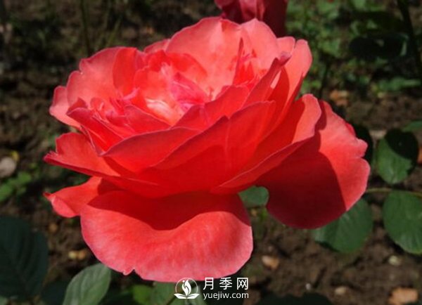 月季花扦插后如何管理？(圖1)
