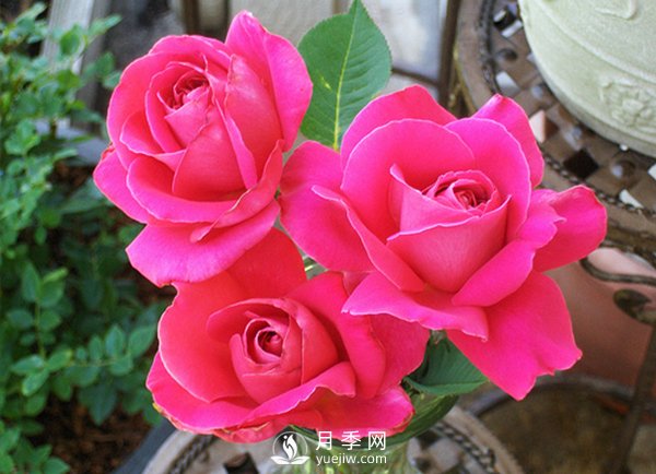 月季在冬天長(cháng)筍芽好不好？應該如何處理？(圖1)