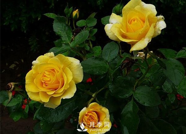 怎么種植月季？有什么栽培要點(diǎn)需要了解的？(圖1)