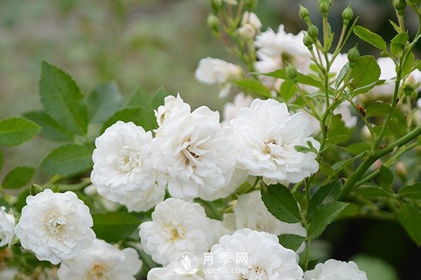 推薦10個(gè)微月品種能開(kāi)又抗病，給新手的微型月季(圖3)