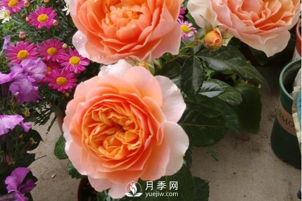 推薦10個(gè)微月品種能開(kāi)又抗病，給新手的微型月季(圖10)