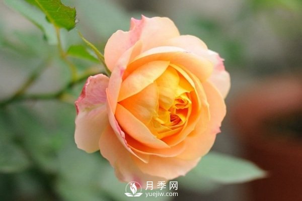 推薦10個(gè)微月品種能開(kāi)又抗病，給新手的微型月季(圖8)