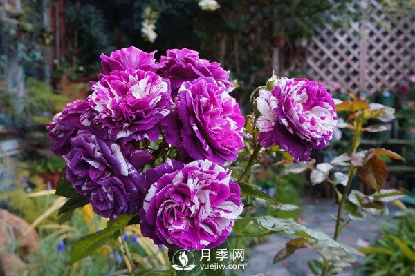 推薦10個(gè)微月品種能開(kāi)又抗病，給新手的微型月季(圖4)