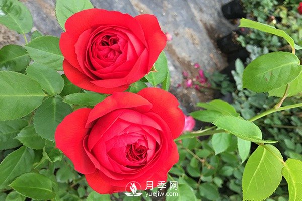 紅蘋(píng)果月季推薦(圖1)