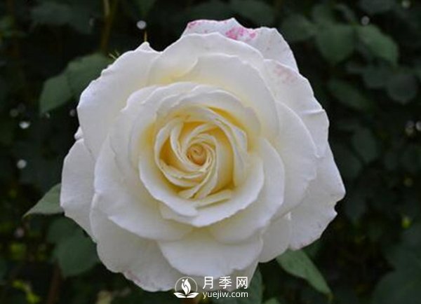 8個(gè)標準條件來(lái)評估豐花月季的優(yōu)劣（下）(圖1)