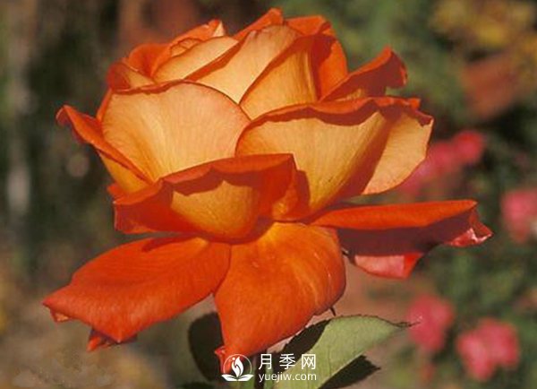 水溶肥——專(zhuān)門(mén)為月季調配的肥料(圖1)
