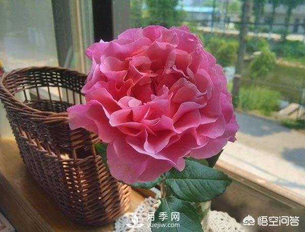 月季是非常好養的植物，想讓它長(cháng)得旺盛做好幾方面(圖2)