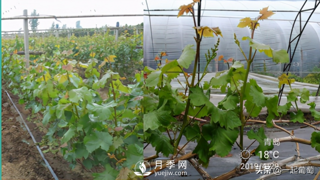 掌握規律合理摘心，讓陽(yáng)光玫瑰葡萄聽(tīng)話(huà)(圖3)