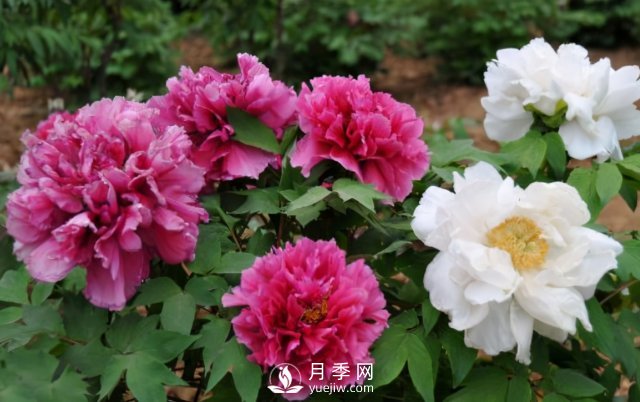 4種開(kāi)花植物南方花友要慎重選擇，第二年開(kāi)花就難了(圖1)