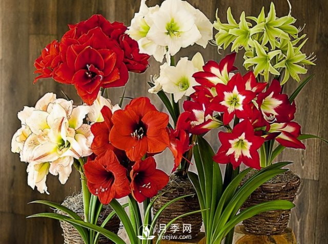 4種開(kāi)花植物南方花友要慎重選擇，第二年開(kāi)花就難了(圖3)