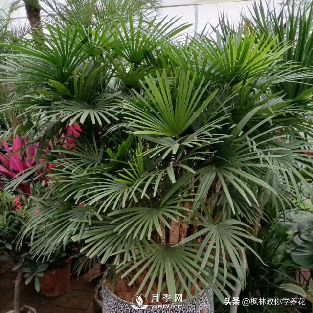 推薦10種冬季溫度低也能正常生長(cháng)的花卉品種(圖2)