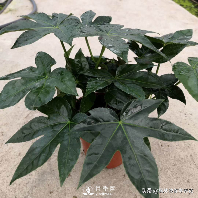 推薦10種冬季溫度低也能正常生長(cháng)的花卉品種(圖3)