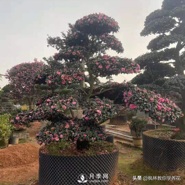 推薦10種冬季溫度低也能正常生長(cháng)的花卉品種(圖4)