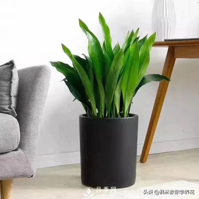 推薦10種冬季溫度低也能正常生長(cháng)的花卉品種(圖9)