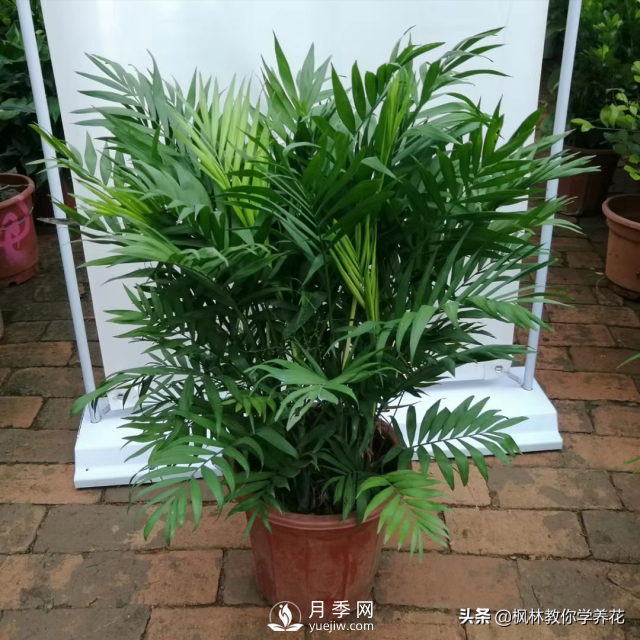 推薦10種冬季溫度低也能正常生長(cháng)的花卉品種(圖5)