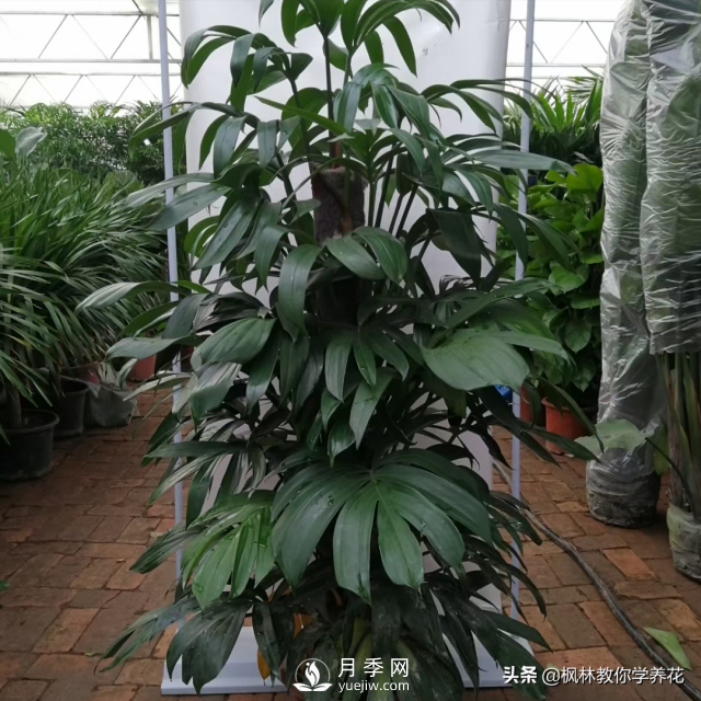 推薦10種冬季溫度低也能正常生長(cháng)的花卉品種(圖8)