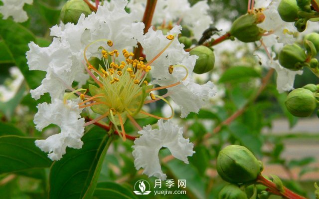 適合養殖在南陽(yáng)臺上的花卉植物(圖3)