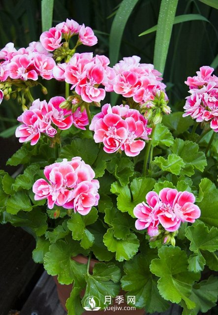 適合養殖在南陽(yáng)臺上的花卉植物(圖1)