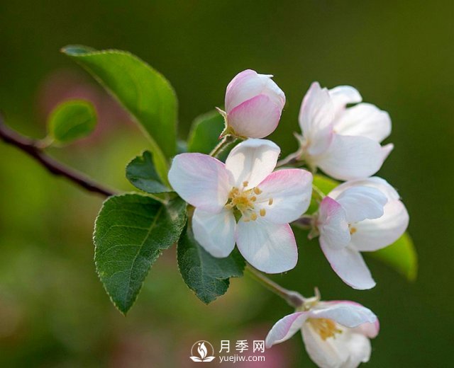 適合養殖在南陽(yáng)臺上的花卉植物(圖4)