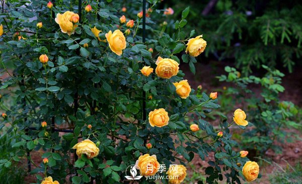 想要盆栽月季開(kāi)花，這四個(gè)條件一定要滿(mǎn)足(圖1)