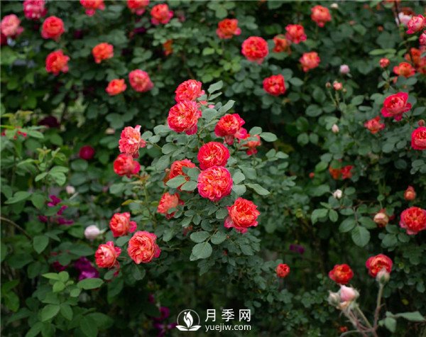 月季網(wǎng)推薦9個(gè)花園藤本月季品種！(圖4)