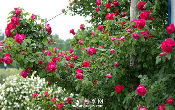 月季網(wǎng)推薦9個(gè)花園藤本月季品種！(圖6)