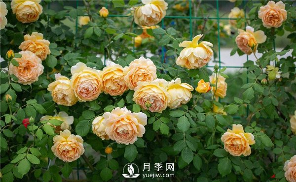 月季網(wǎng)推薦9個(gè)花園藤本月季品種！(圖3)