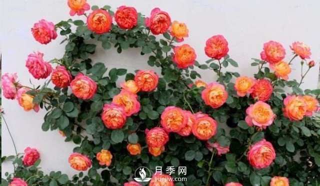 推薦5種多刺月季品種，院子周?chē)苑N做籬笆，扎哭小偷(圖3)