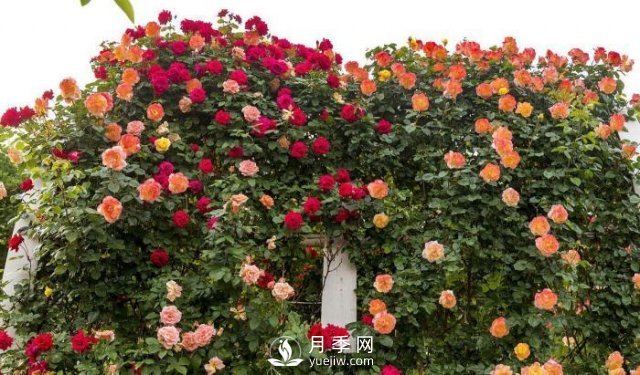 推薦5種多刺月季品種，院子周?chē)苑N做籬笆，扎哭小偷(圖1)