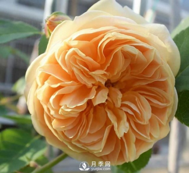 推薦5種多刺月季品種，院子周?chē)苑N做籬笆，扎哭小偷(圖5)