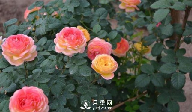 推薦5種多刺月季品種，院子周?chē)苑N做籬笆，扎哭小偷(圖2)
