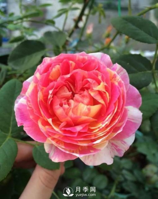 推薦5種多刺月季品種，院子周?chē)苑N做籬笆，扎哭小偷(圖4)