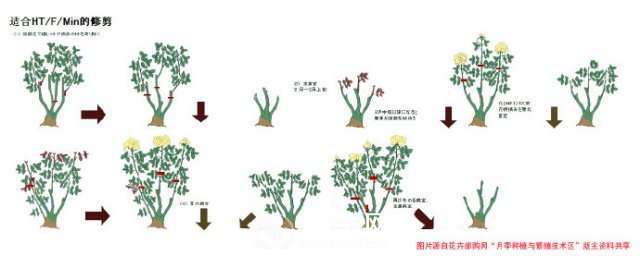 月季修剪圖解 月季網(wǎng)有詳細說(shuō)明(圖2)