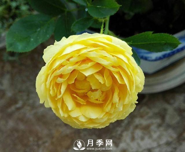 養好月季看“條件”，具備這2個(gè)要求，葉綠開(kāi)花旺(圖1)