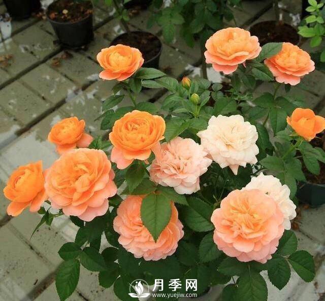 月季花黃葉怎么辦？注意4個(gè)細節，葉片綠又亮(圖1)