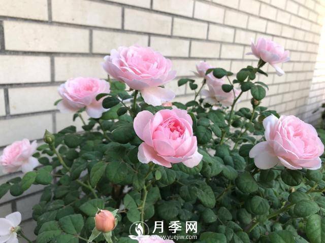 月季花黃葉怎么辦？注意4個(gè)細節，葉片綠又亮(圖2)