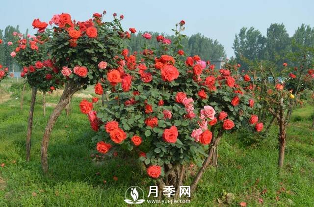 分享罕見(jiàn)的月季古樁樹(shù)(圖2)