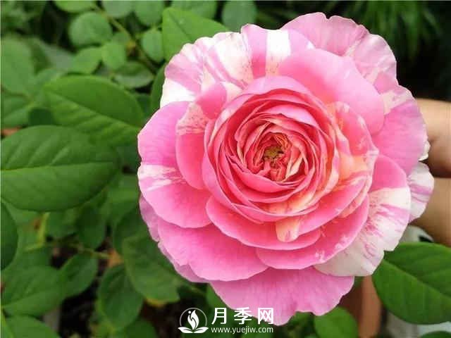 夏季養月季，如何快速的給土壤降溫(圖1)