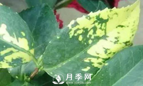 養護好月季花，這些蟲(chóng)害技巧你要知道(圖7)